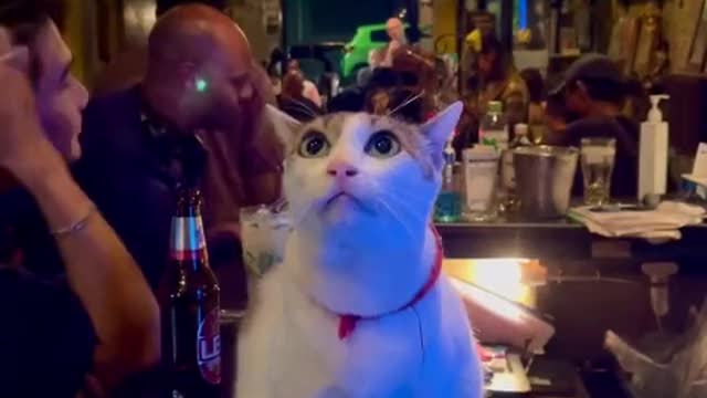 Pub Manager Cat