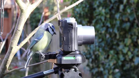 Funny bird takes a photo