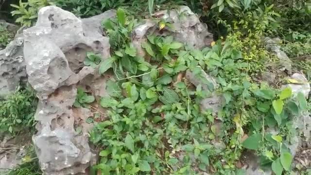 This stone is covered with plants
