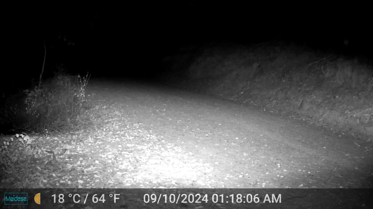 Bear Walking Down the Road