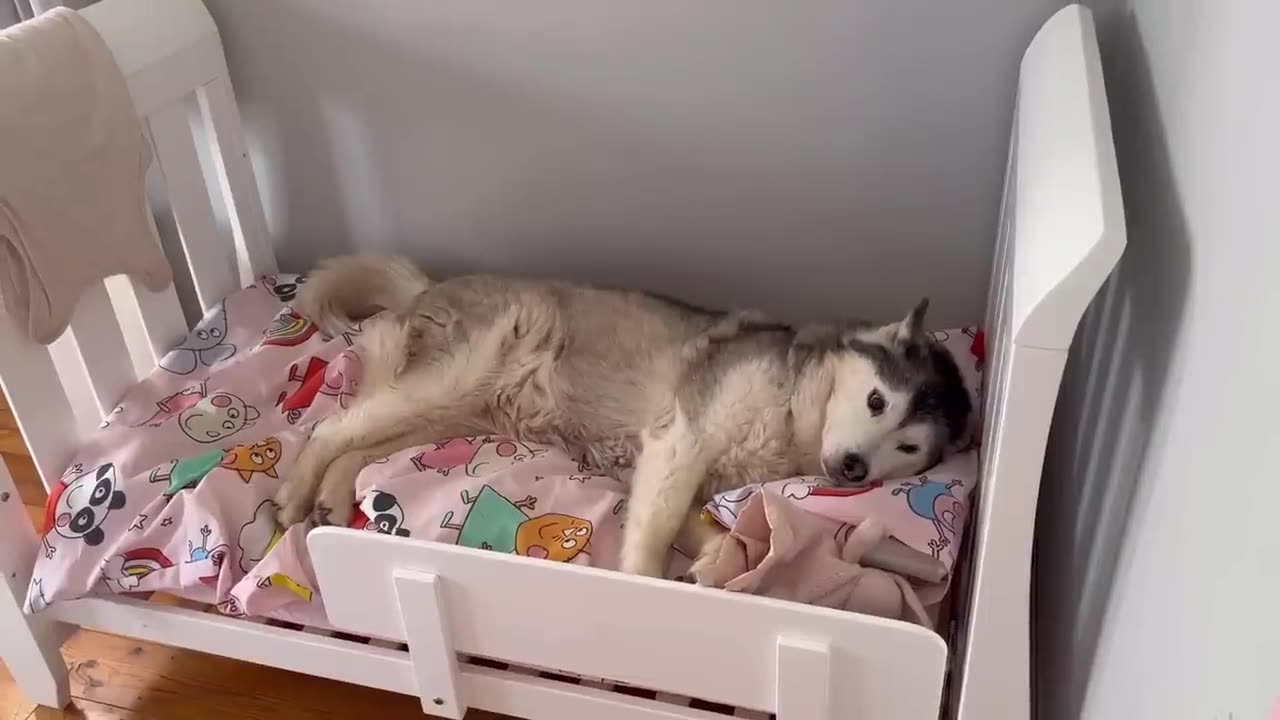 Sad Old Husky Pining For Her Baby When She Leaves Is The Cutest Thing You Will See!😭.