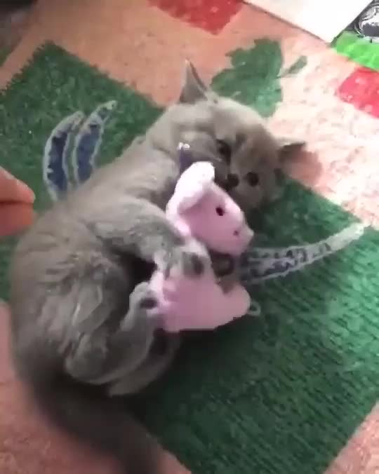 cat protect his toy😹😹😻😻 If you like this,