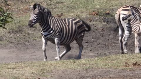 Zebra Dusting