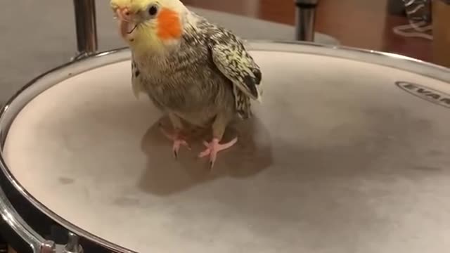 Cocktail's learned how to drum