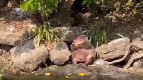 😂😅 Very Funny Animals Videos 🤣🤣😂