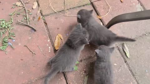 Stray kittens invaded backyard