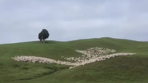 Mesmerizing Sheep Herding #shorts #viral #shortsvideo #video