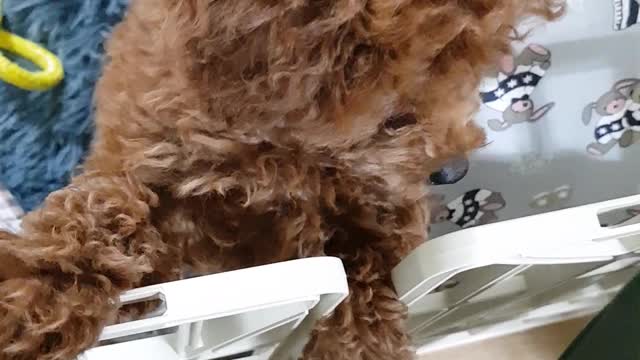 my pet. his name is mong2