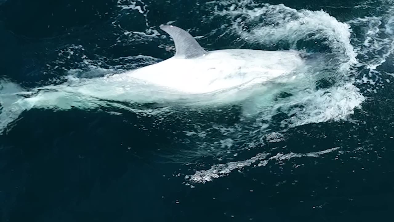 Rare White Killer Whale