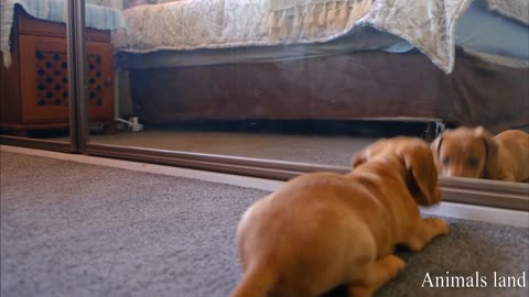 Cute Dog REACTION in Front of MIRROR