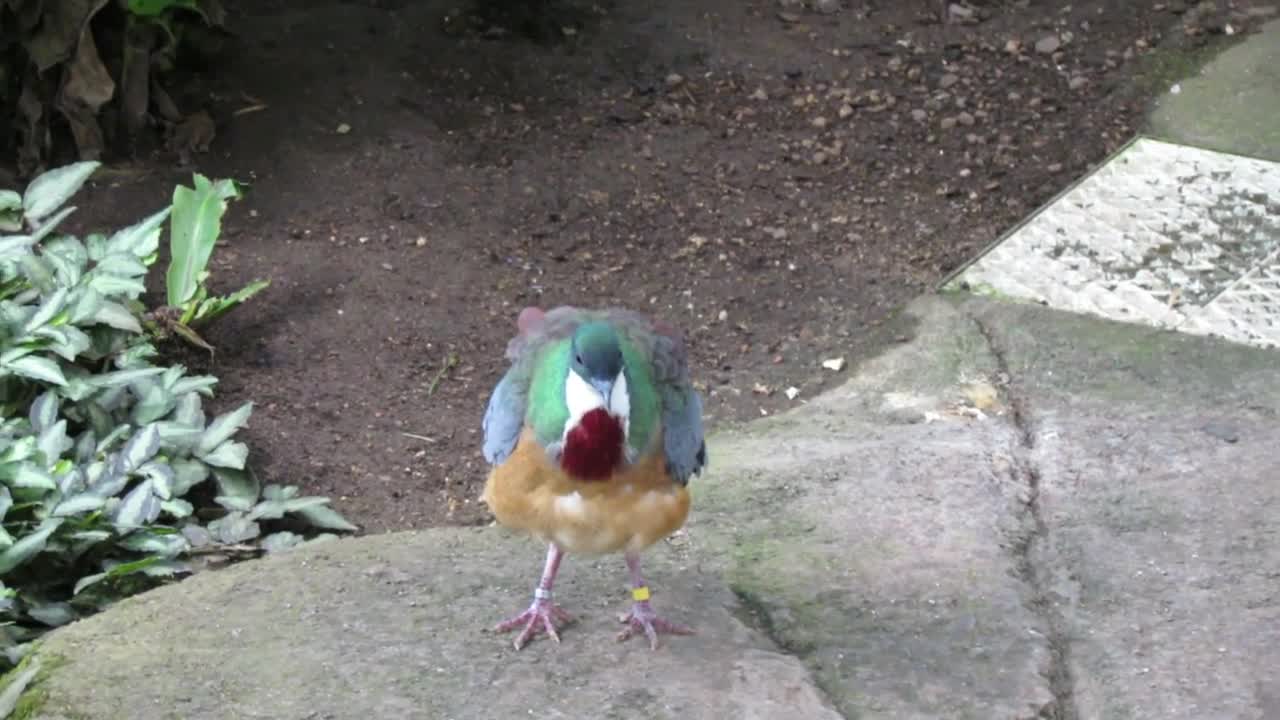 Mindanao Bleeding Heart