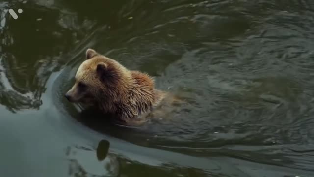 Animal dog take bath _ how it's going in water 💯