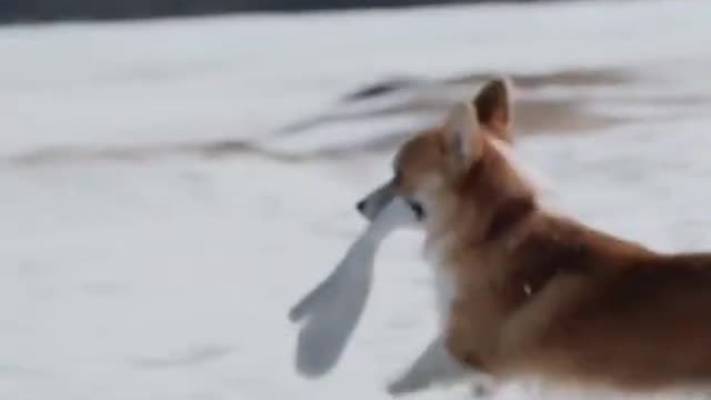 Cute corgi playing in the snow #shorts
