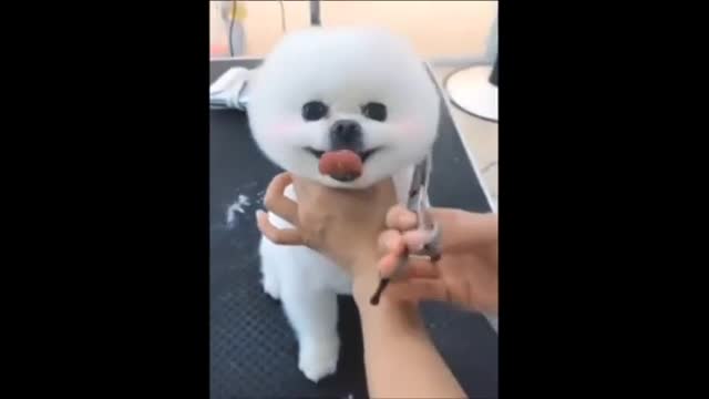 Cute and Funny Cat and Dog Videos Compilation