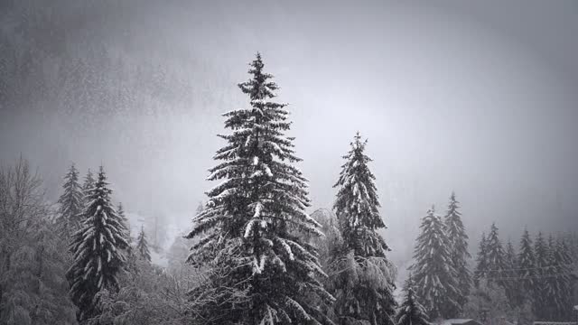 Snowing on trees - relaxing, gentle, calming