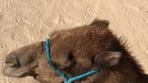 camel riding