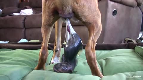 amazing birth by dog while standing