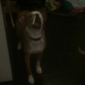 Cámara lenta capta el pobre tiempo de reacción de un perro