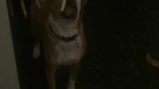 Cámara lenta capta el pobre tiempo de reacción de un perro