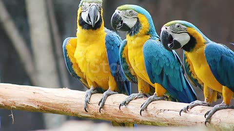 Blue and yellow Macaw parrot Team workers