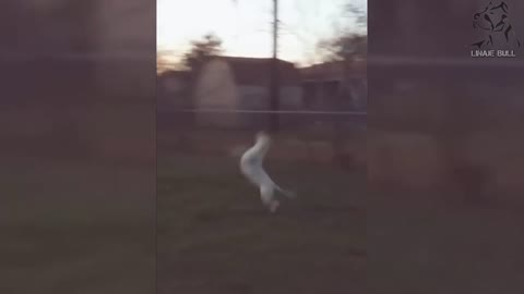 Dog Plays with Ghost