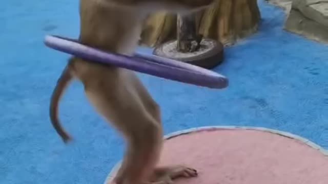 Monkey in circus