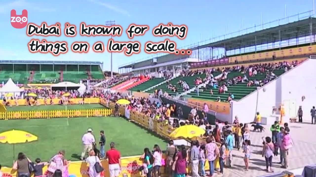 Massive Pet Show