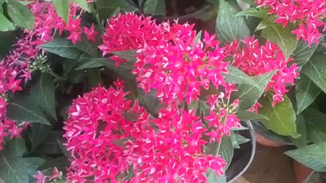 Lush red white-leaf chrysanthemum