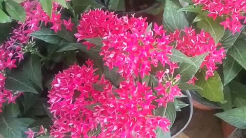 Lush red white-leaf chrysanthemum