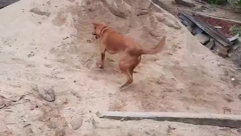 Our Home Dog