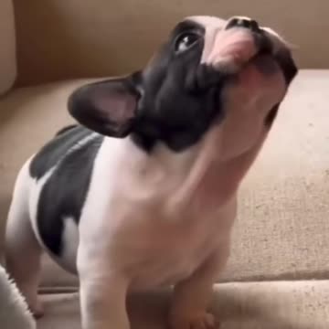 When you can't find your mom #funnydogs Rumble/funny dogs &puppies