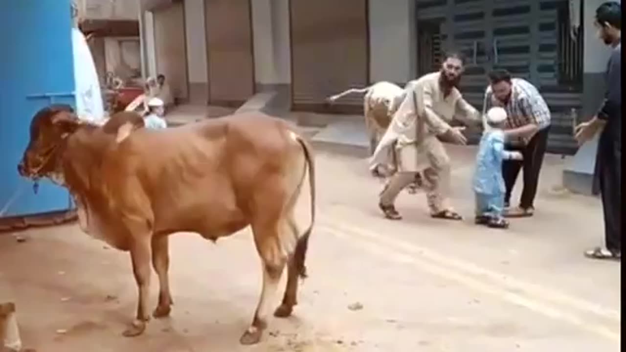 Bull during qurbani