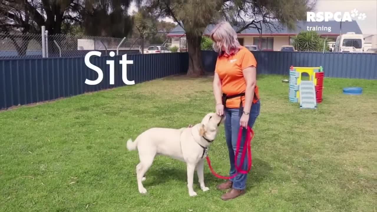 Basic dog Training