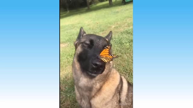 Best Funny Cats and Dogs Videos - Try Not To Laugh!