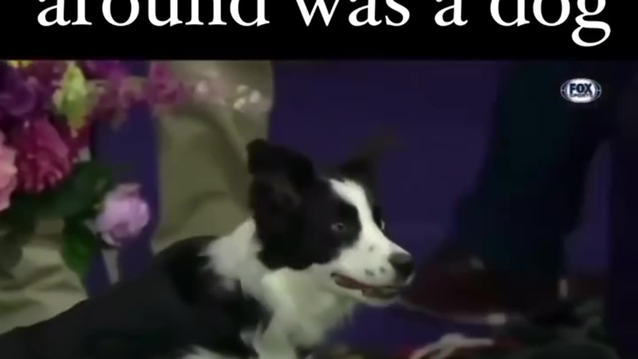 If fucking around was a Dog 😆 🤣 😂