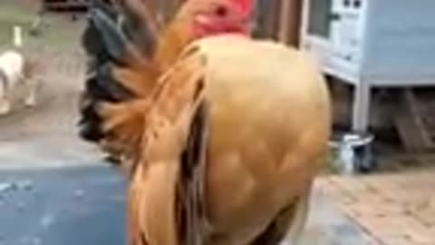 Funny Cock cat dog animals videos_