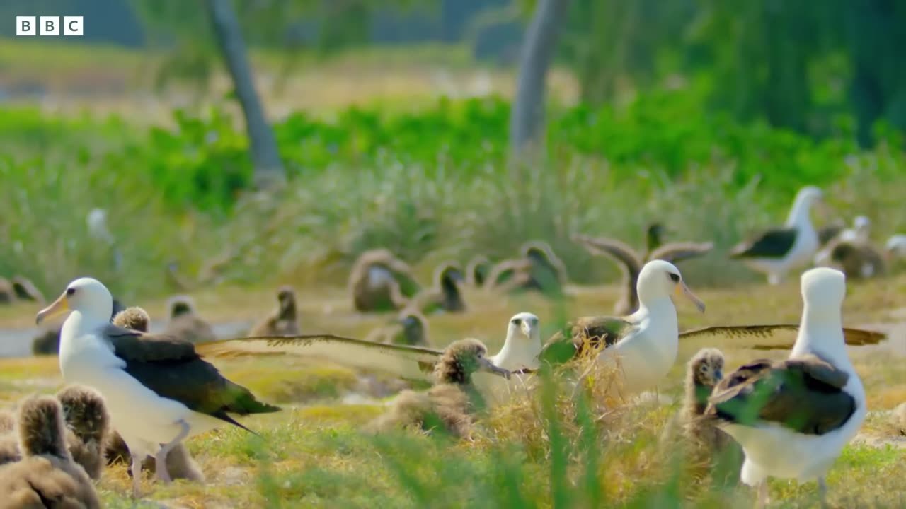 The World's Oldest Known Bird | Earth's Tropical Islands | BBC Earth