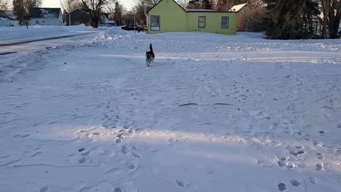 Yogi the big tough boy with his ball 2/23/22