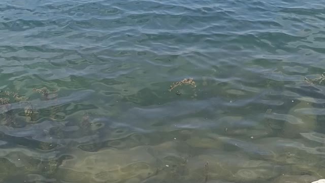 The ripples on the water look beautiful and there is a beautiful scenery on the opposite side