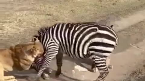 Lion kills zebra ..#lion #lionkill #zebra #lionhunt #prey