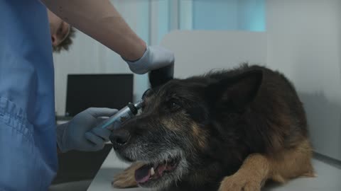 Vet Examining A Dog