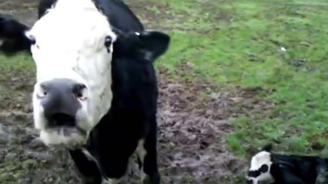 Angry Cow Protects New born Calf