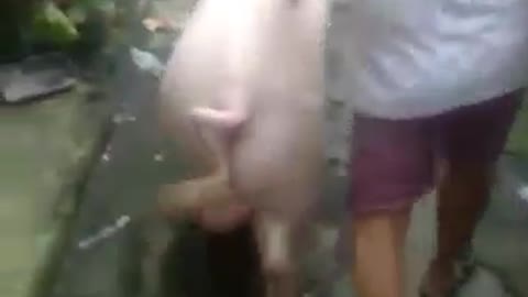 Huge piggy like a pet