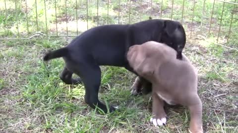 Pit Bull Growls and Snaps at Her Puppies! 2021 (in HD)