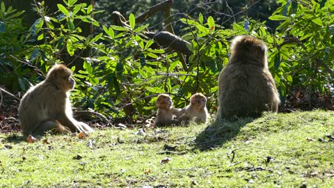 BEAUTIFUL MONKEY FAMILY FEEDING WHEN THEY TAKE SUN