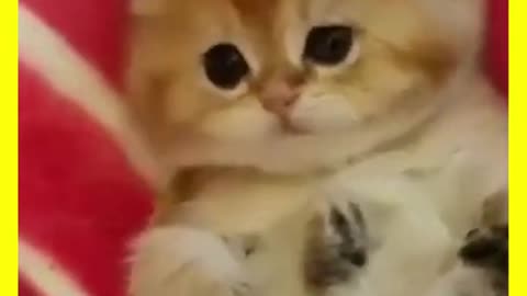 #Cats cute and funny movement