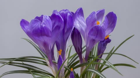 Delicate flowers opening in slow motion