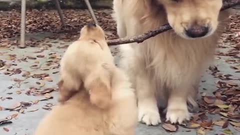 Funniest & Cutest Golden Retriever Puppies #33 - Funny Puppy Videos 2022