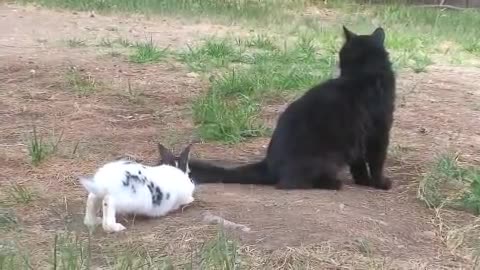 Cute and funny bunny chases 😺 cat