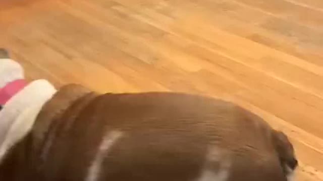 Dog dancing 2